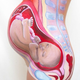 Illustration for article titled Bodypaint shows how a baby fits inside a pregnant womans body